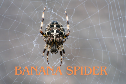 Banana Spider