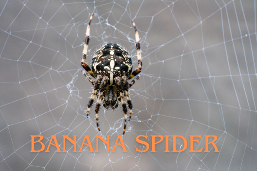 Banana Spider